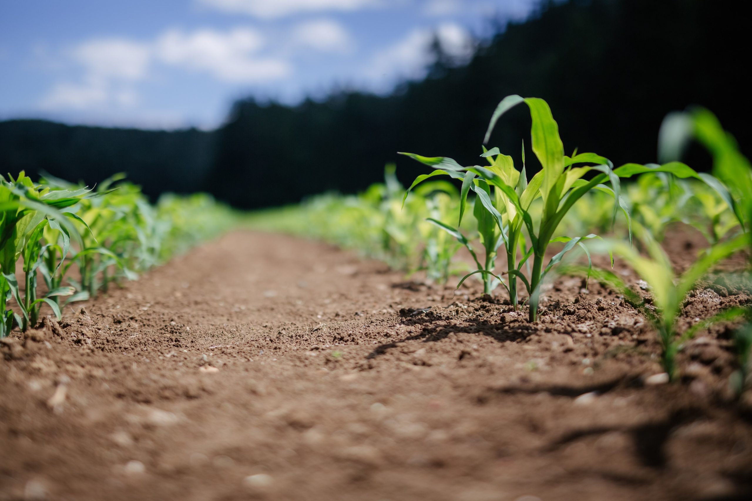 Agricultural land