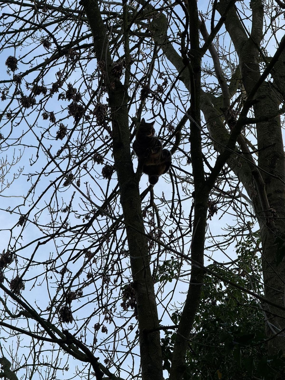 Cat stuck up a tree